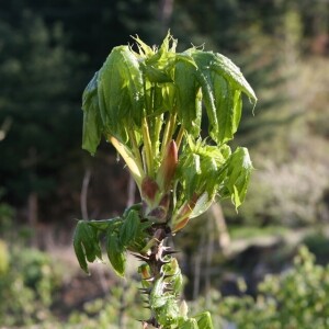 현지네농원,[현지네농원] 엄나무순